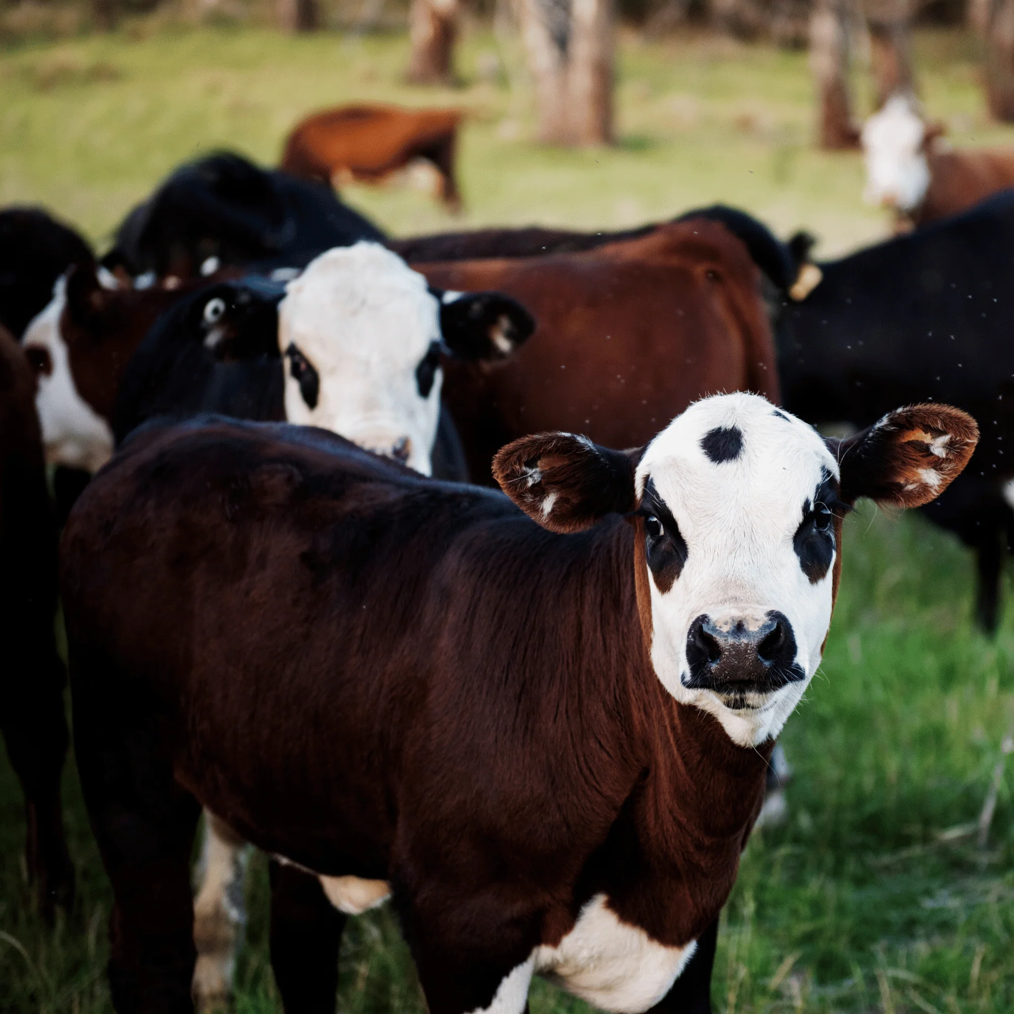 The Farm at Gardner Village - Helping Abused Animals